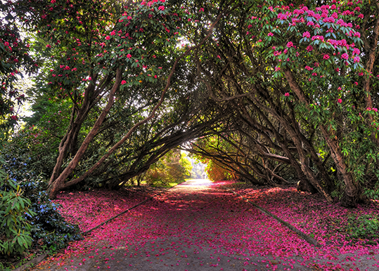 Garden Picture