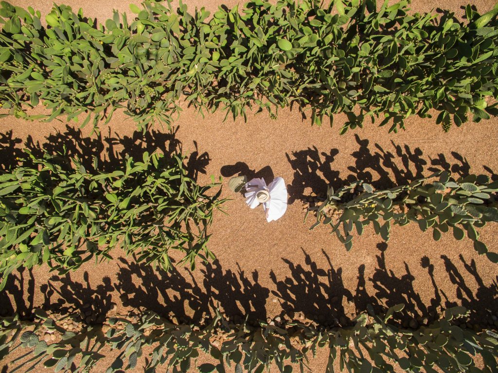 Verdant Retreats Where Horticulture Meets Hospitality