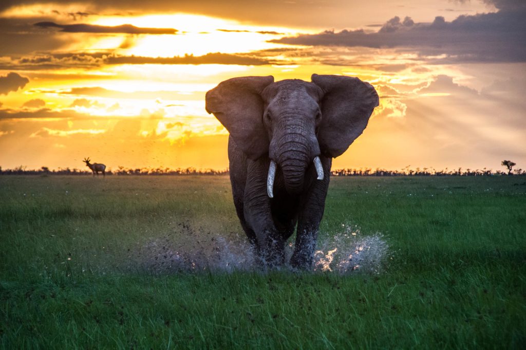 Exeter Safari Company: Kenya & South Africa